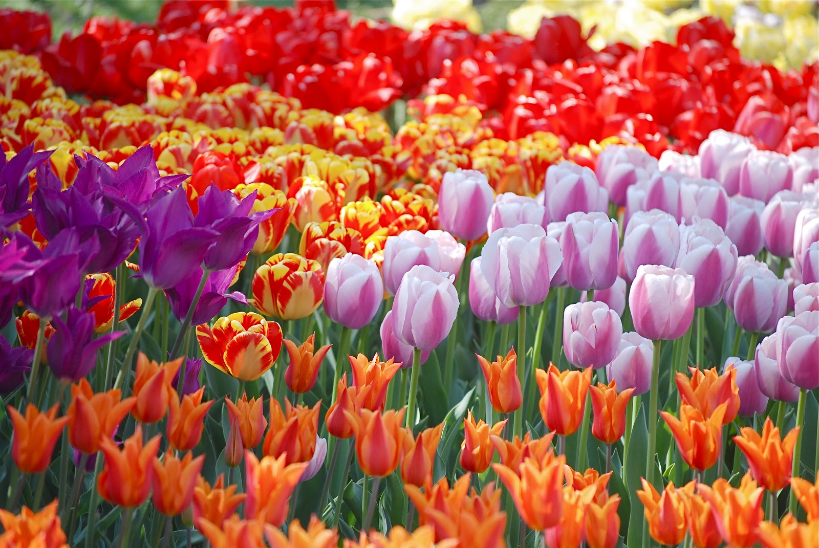 Colorful vibrant tulip field with many varieties blooming.