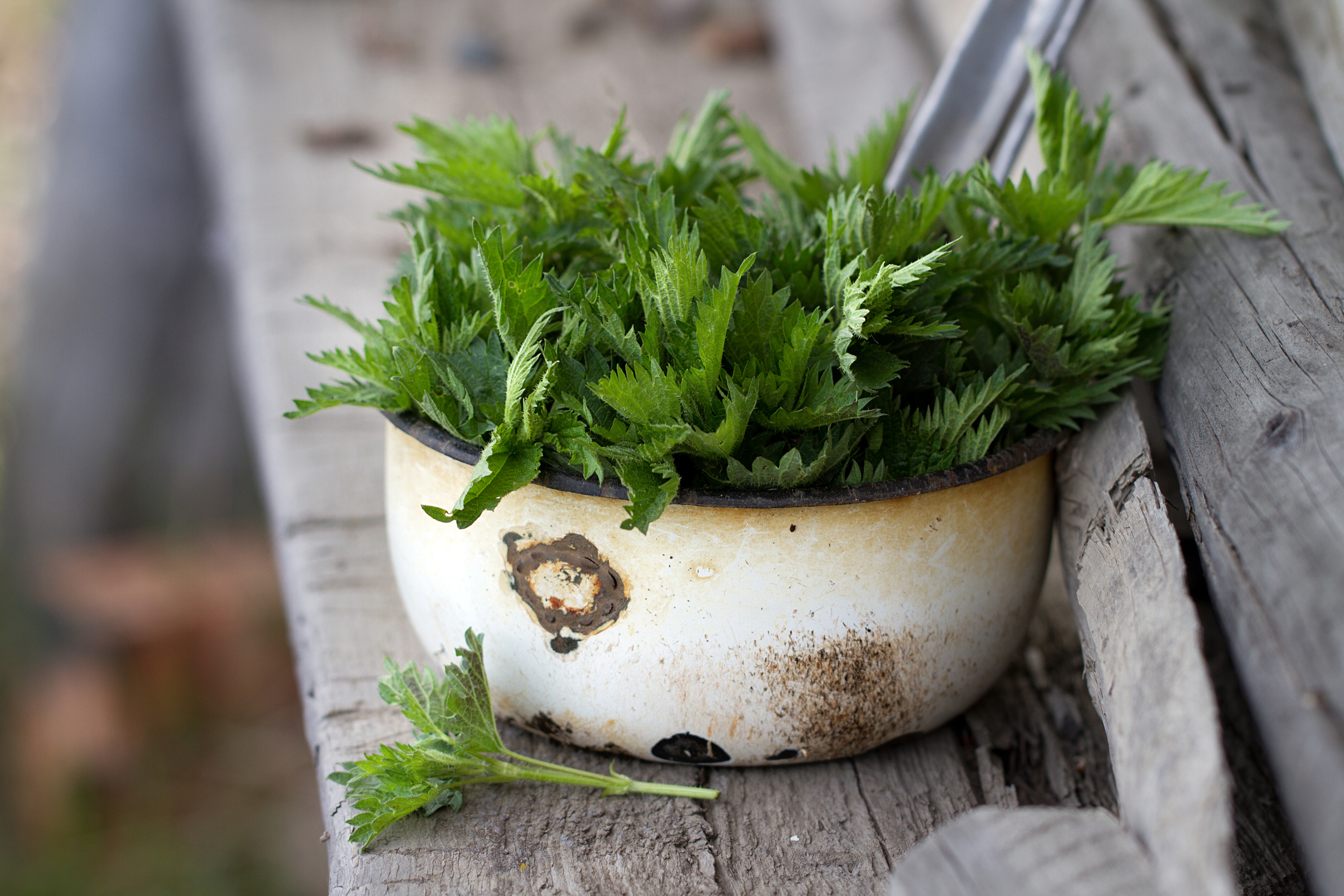 Freshly gathered stinging nettle leaves in bowl.