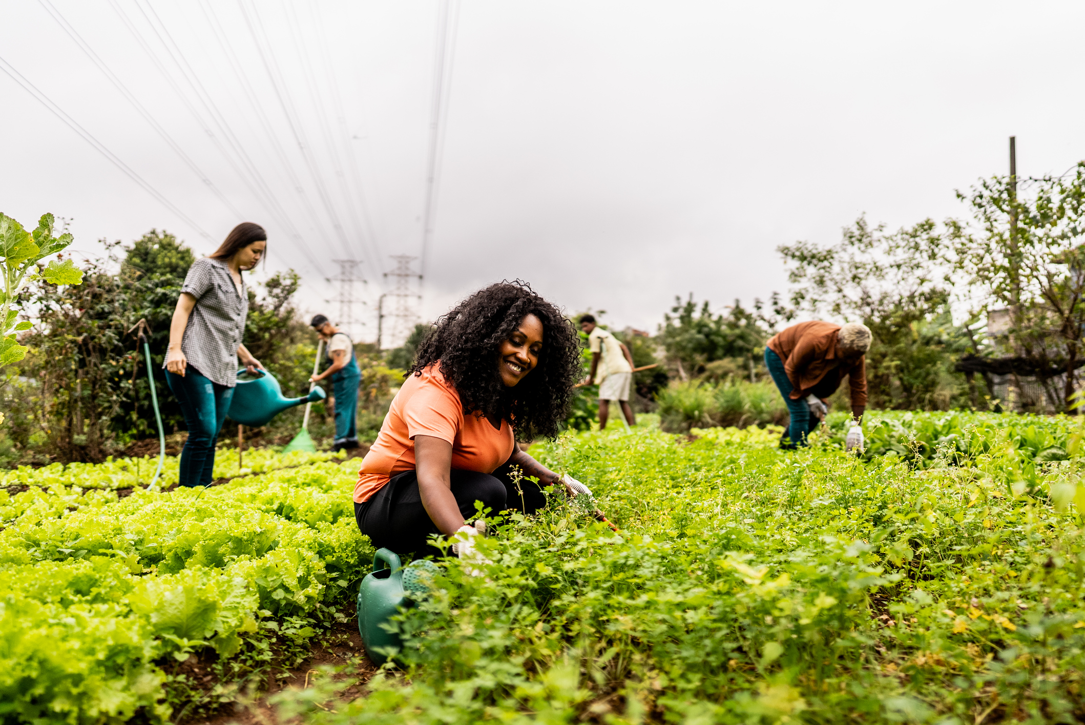 Community garden, diverse people cultivating greens.
