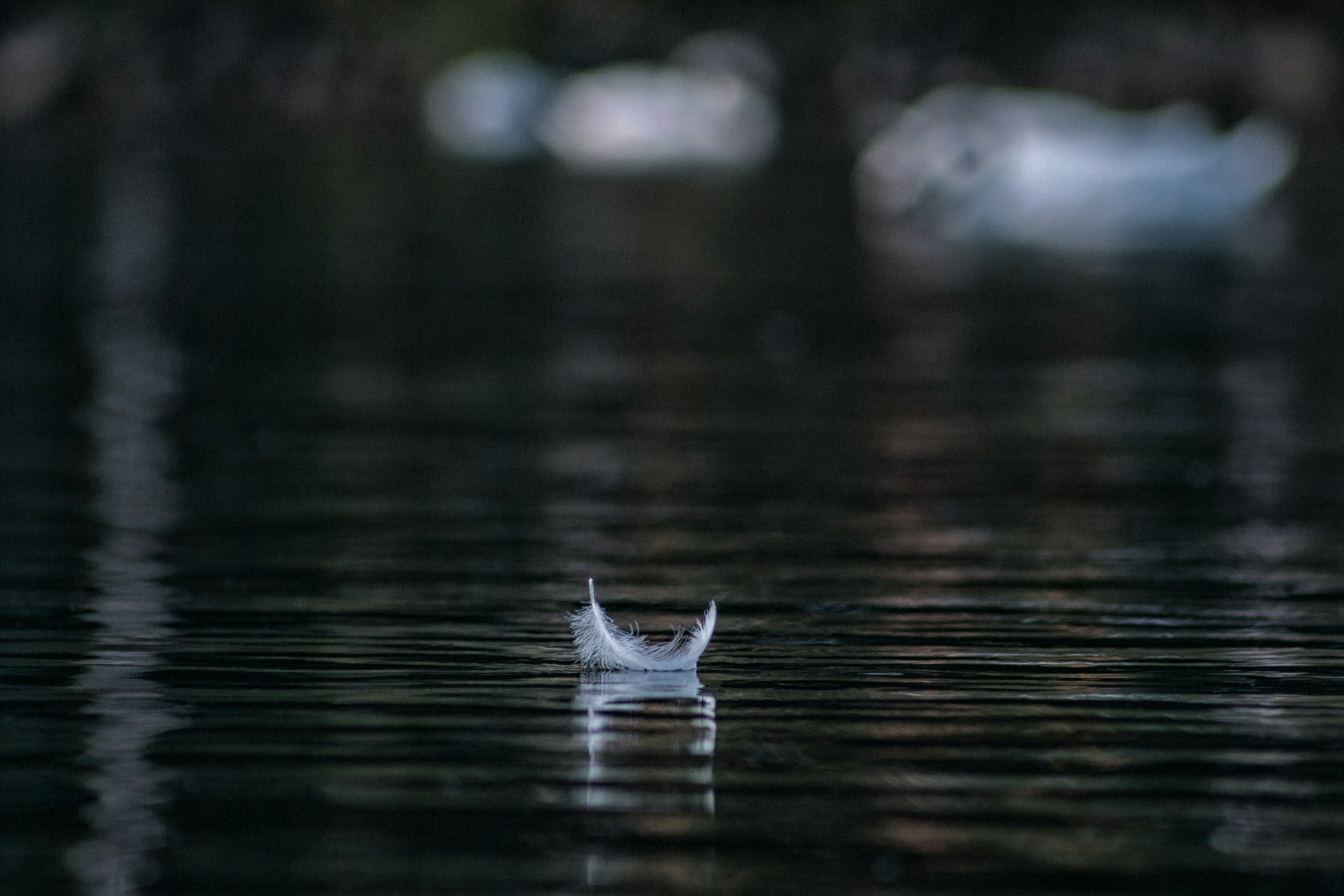 White feather floating on dark rippling water.