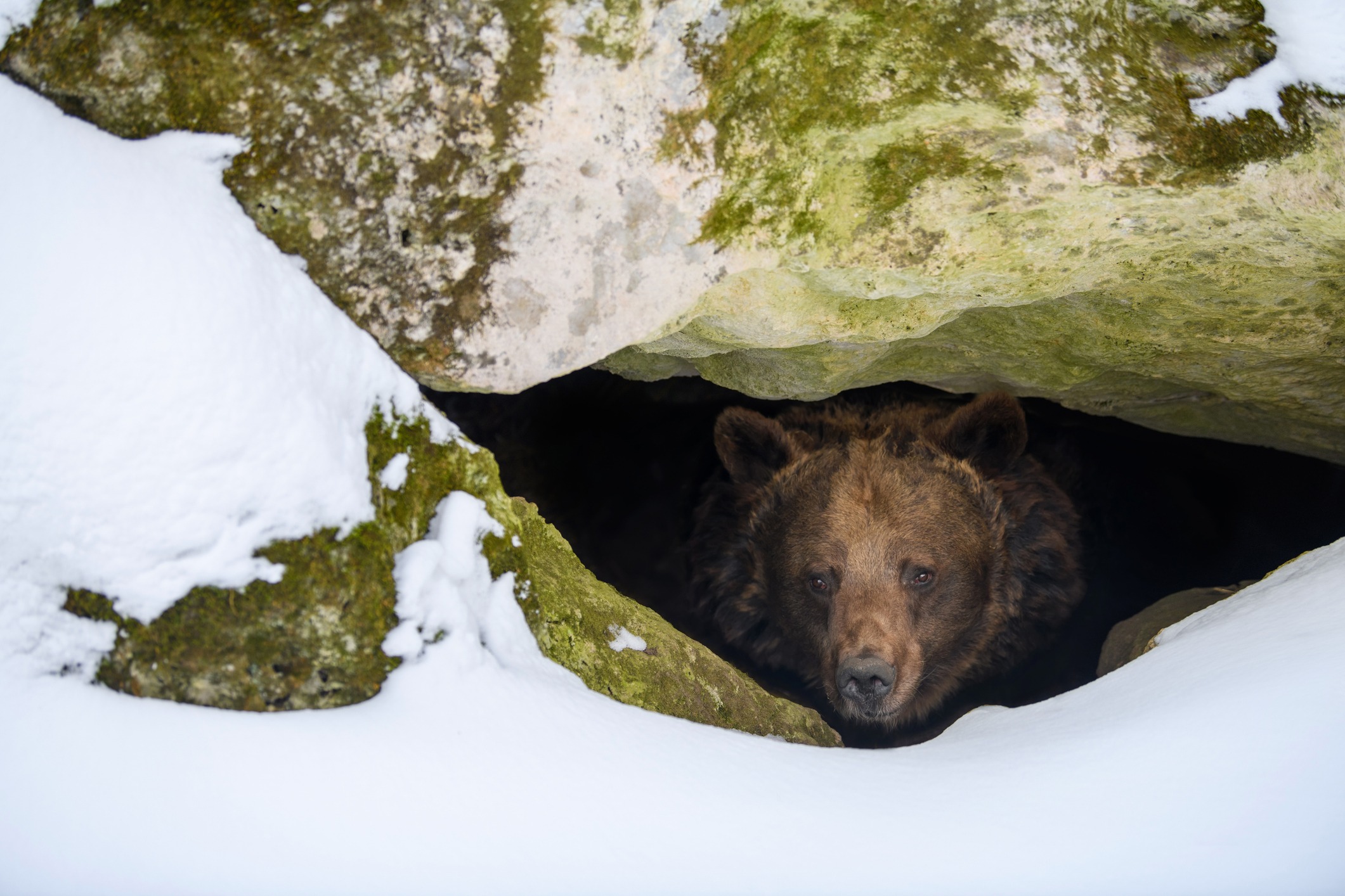 Brown bear peeking out of snowy winter cave.