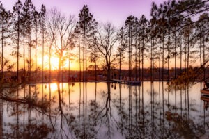 Golden sunset reflected in still water trees