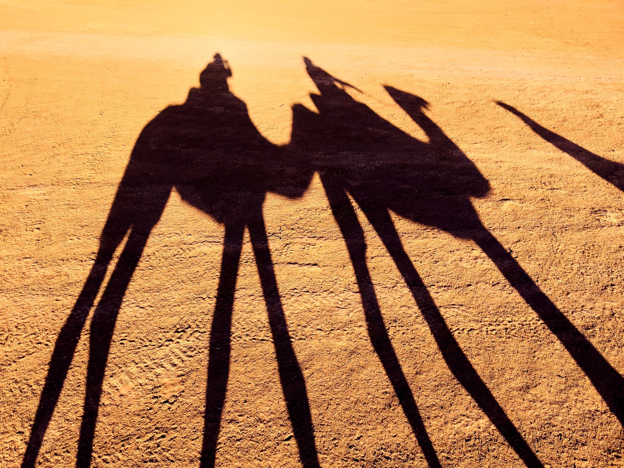 Long shadows of three camels walking desert
