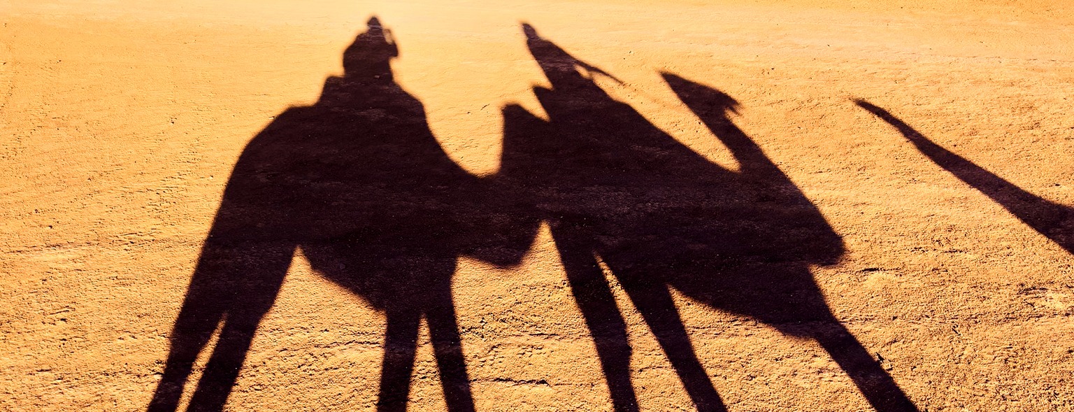 Long shadows of three camels walking desert
