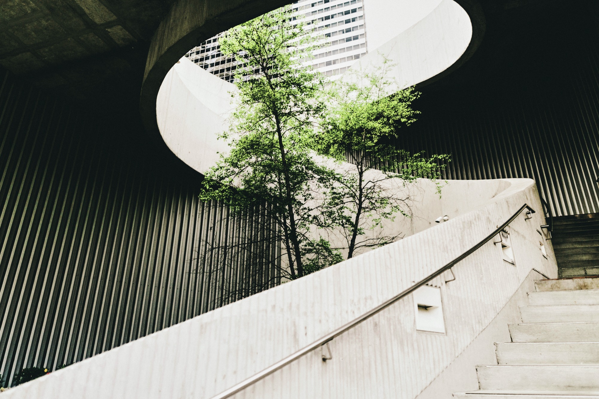Modern architectural building with single growing tree