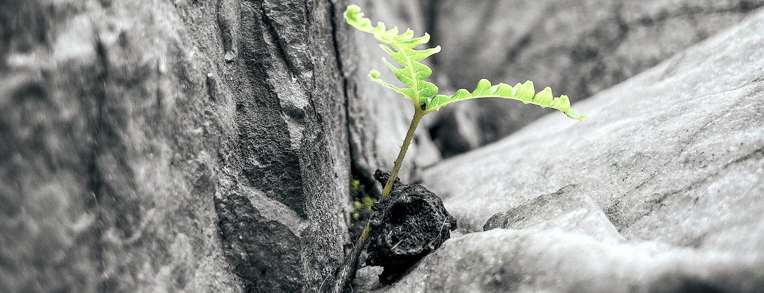 Black and white small green sprout